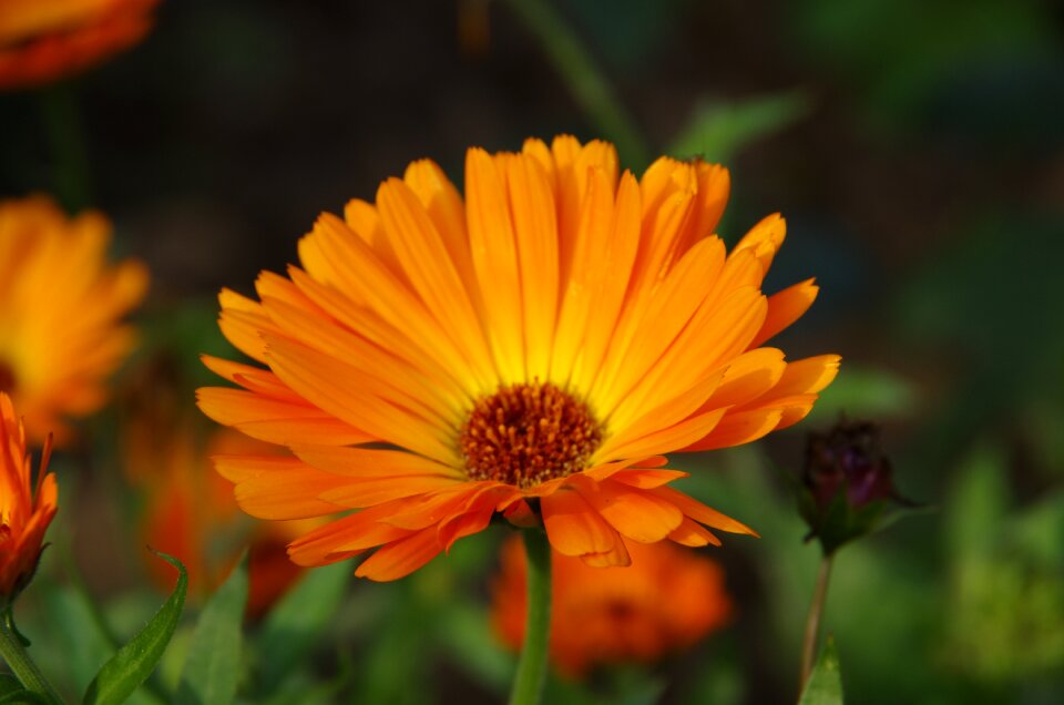 Marigold orange garden