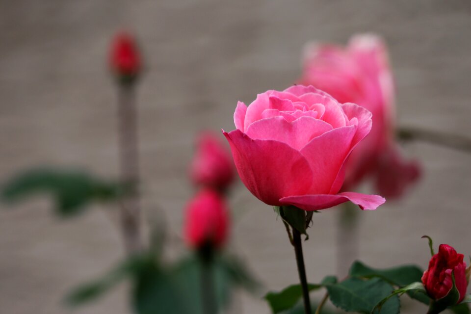 Delicate romantic evening