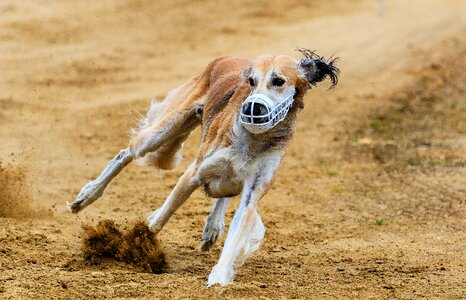 Dog runs pet photography greyhound racing photo