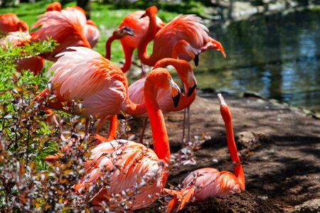 Bird exotic feather photo