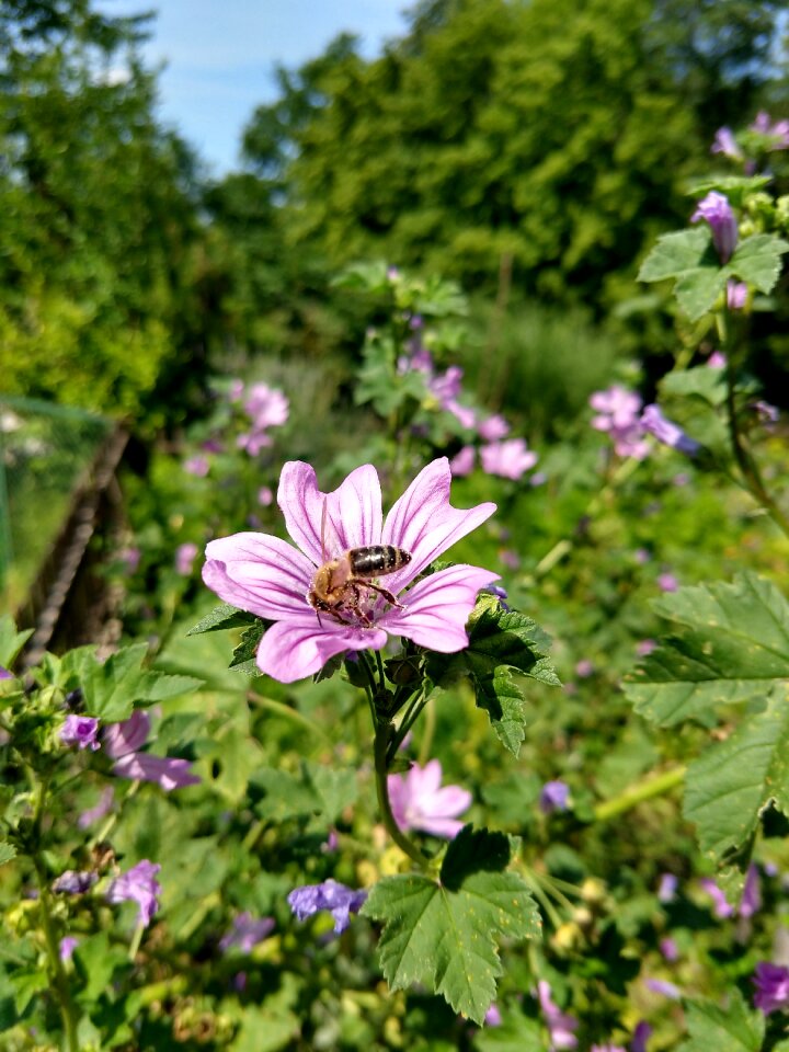 Violet nature summer