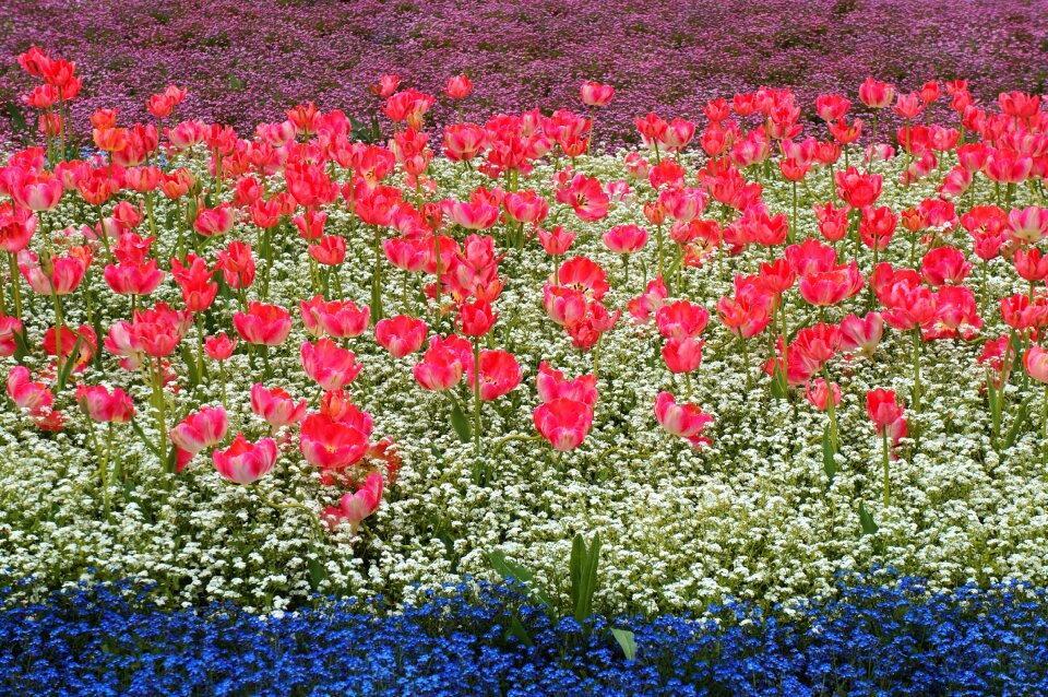 Garden meadow colorful