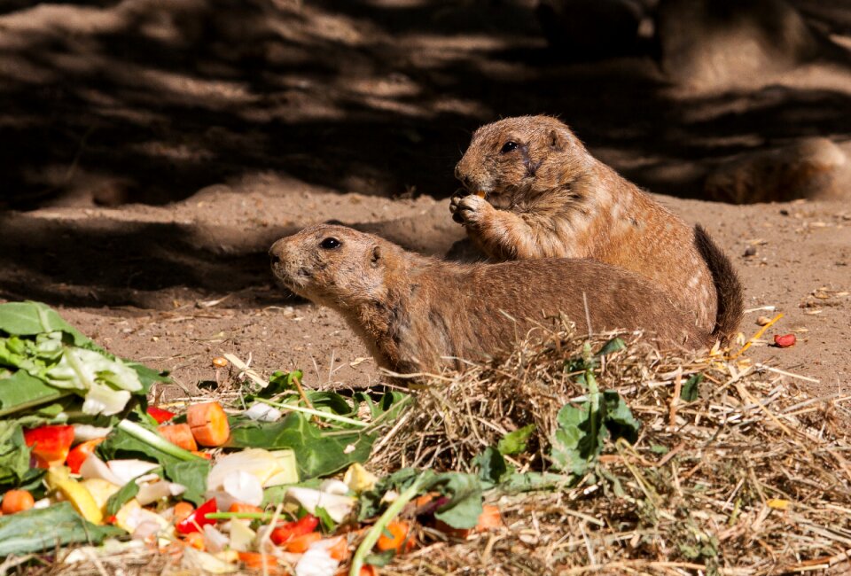 Mammal animal animal world