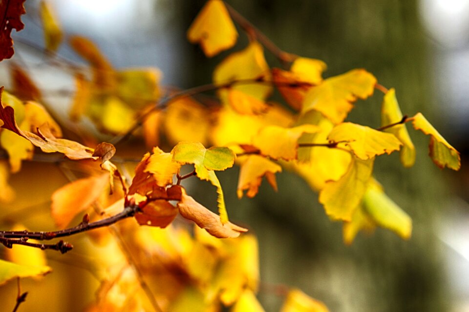 Nature autumn fall