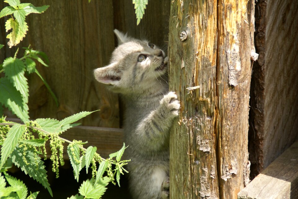 Domestic cat animal climb
