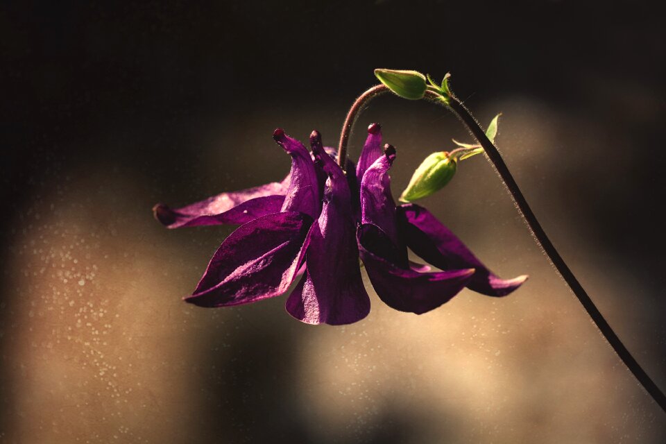 Purple columbine flower purple flower