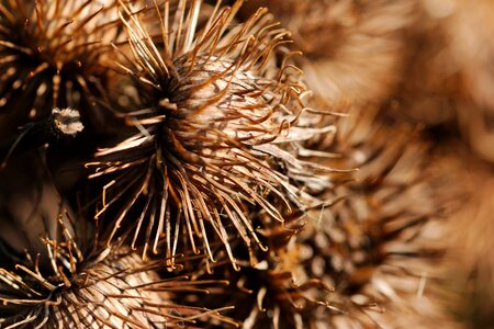 Sharp dry winter