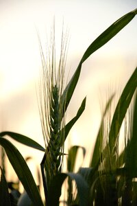 Agriculture evening plant