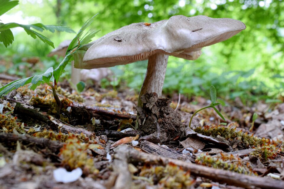 Agaric nature fungi photo