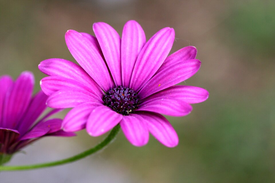 Petals massif flowering