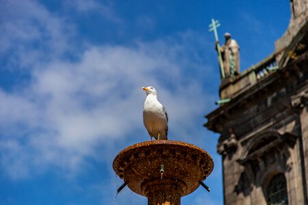 Blue city bird