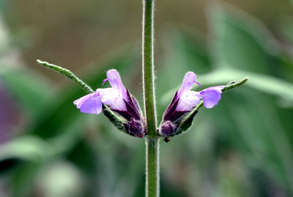 Plant leaves flowering