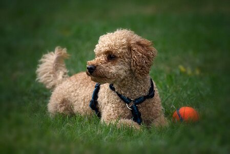Cute play charming