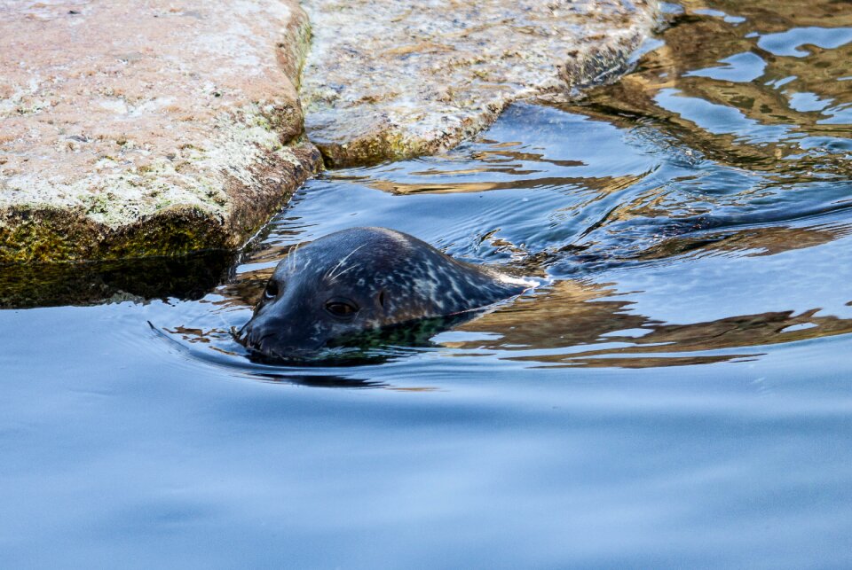 Animal world water meeresbewohner