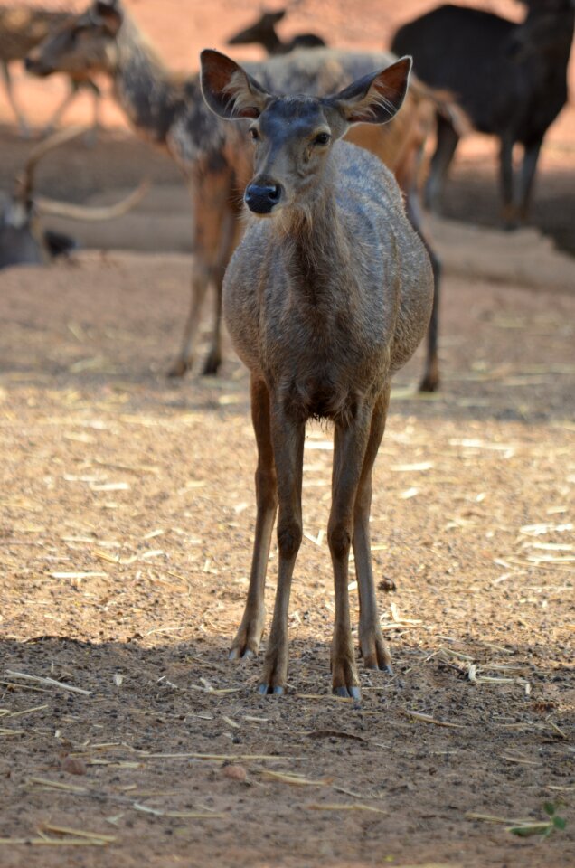 Wild life deer animal photo