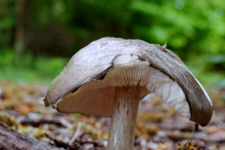 Agaric nature fungi
