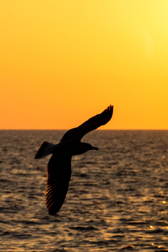 Shadow profile sunset