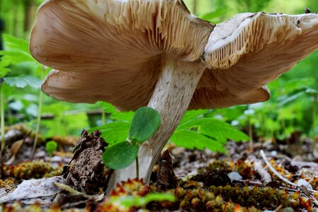 Agaric nature fungi photo