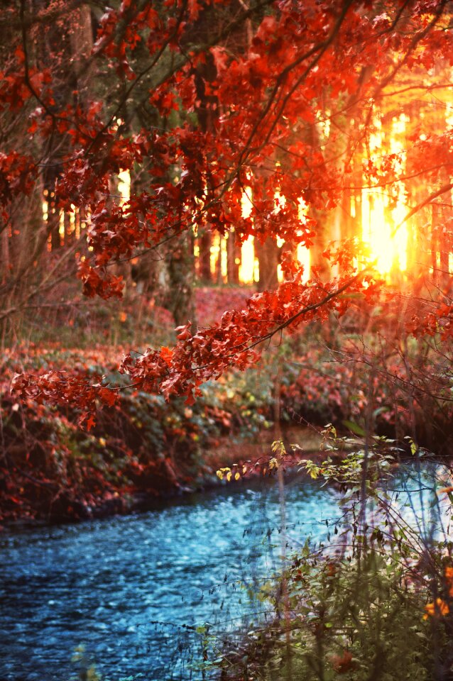 Landscape sunset shrubs