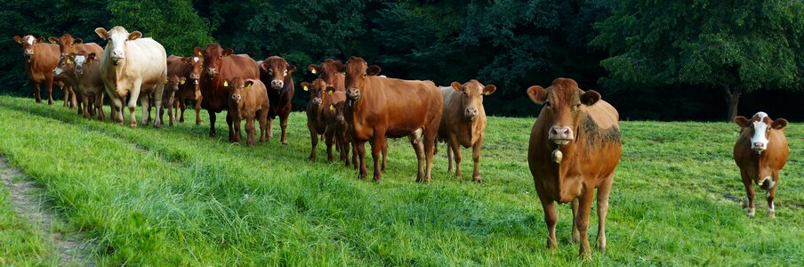 Attention reception committee agriculture