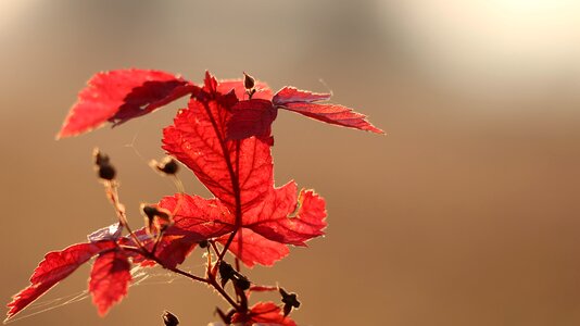 Evening backlight nature