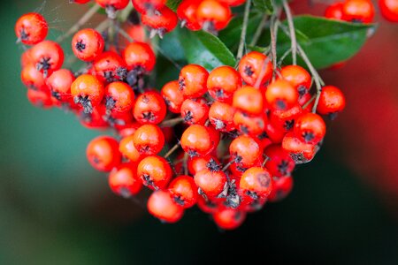 Rowan leaf tree photo