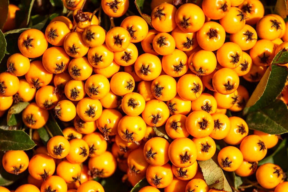 Pyracantha bush fruits