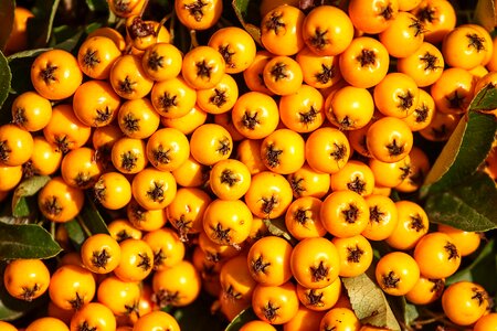 Pyracantha bush fruits photo