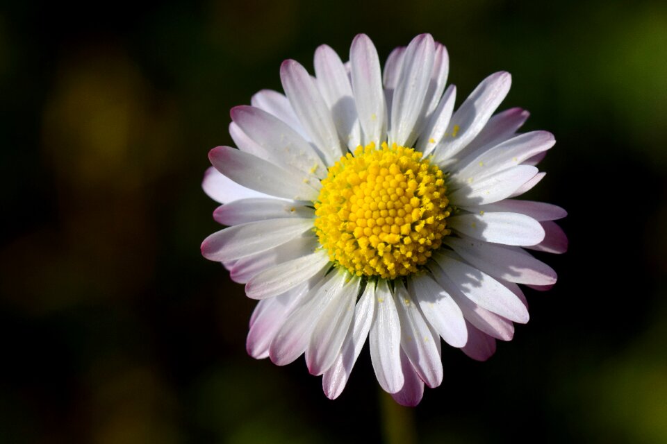 Flower blossom bloom