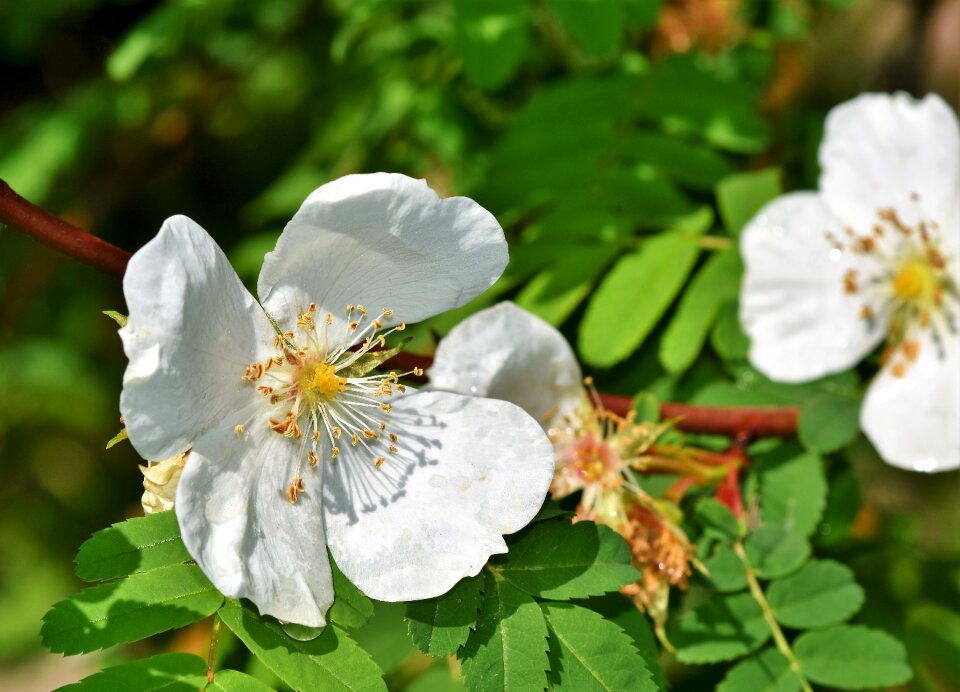 Bloom flower white
