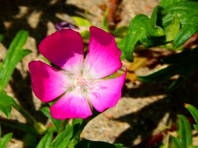 Botanical wildflowers nature photo