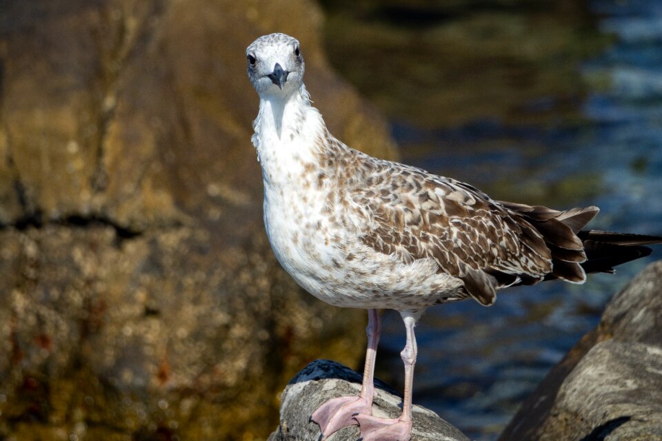 Close up animal water bird