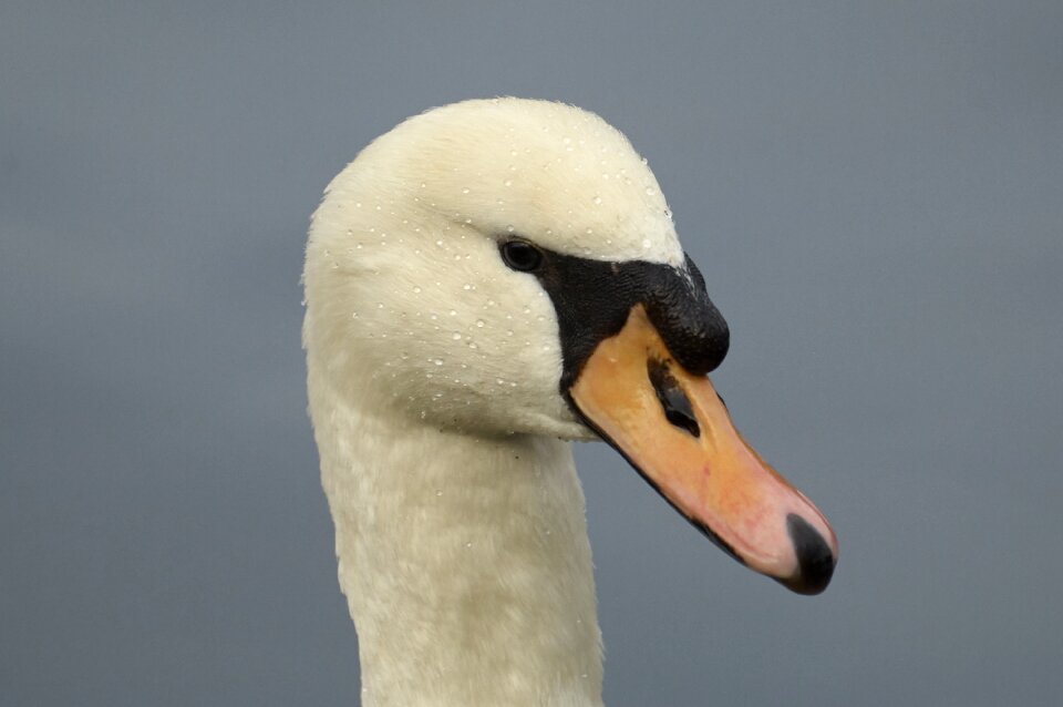 Water bird animal world nature