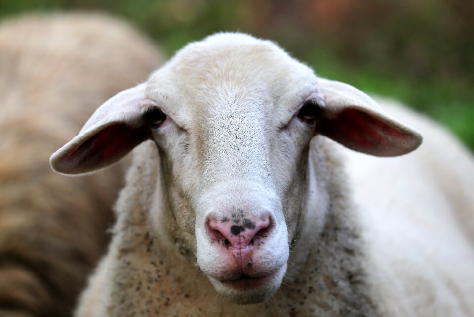 Head curious farming