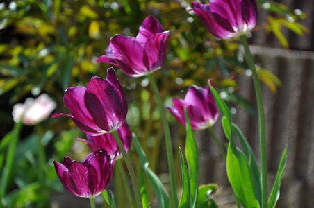 Flowers tulips purple photo