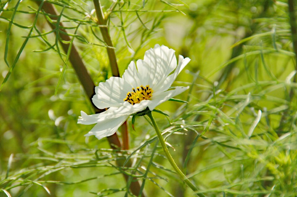 Color nature beauty
