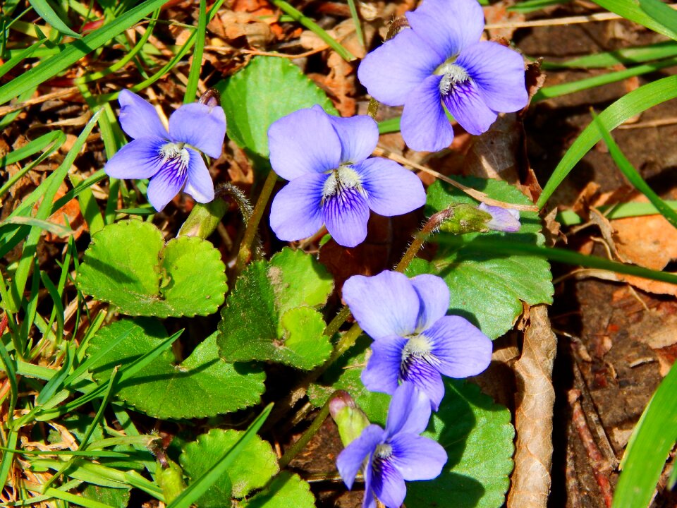 Flowers woods forest