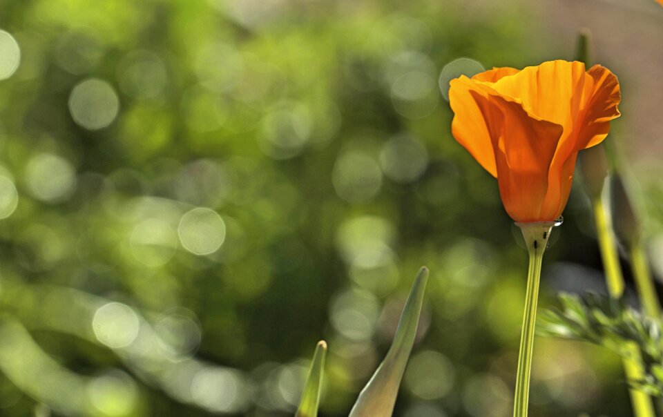 Bloom flower blossom