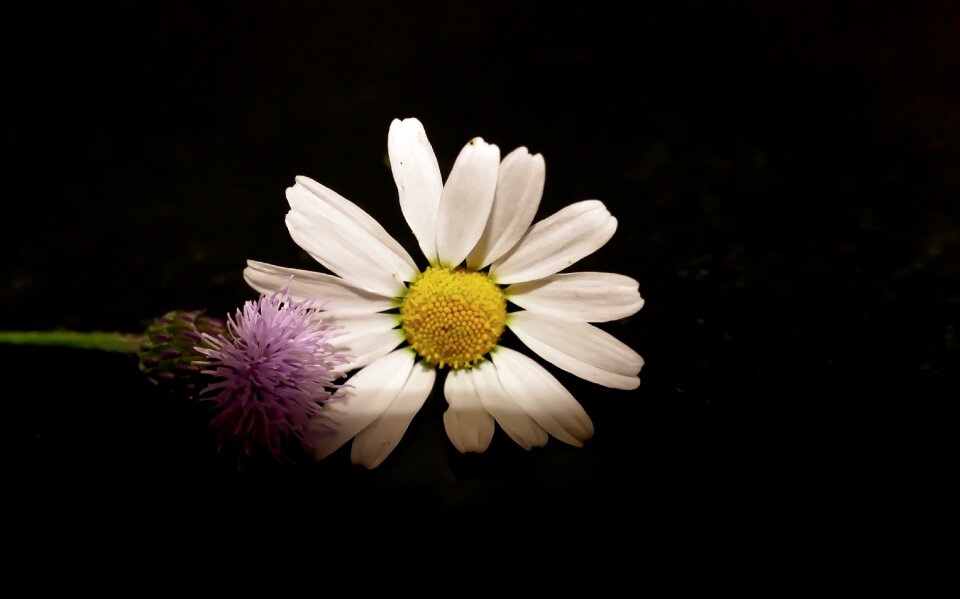 Blossom nature plant