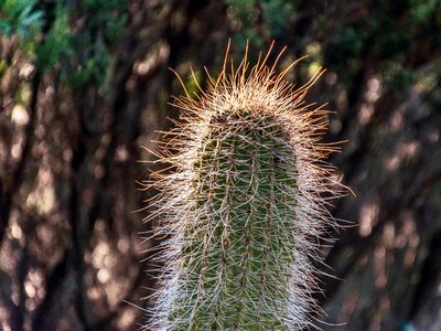 Prickers thorns cacti photo
