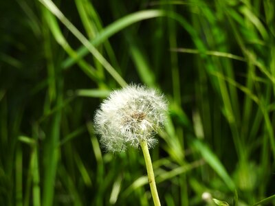 Nature plant fluffy dandelion photo