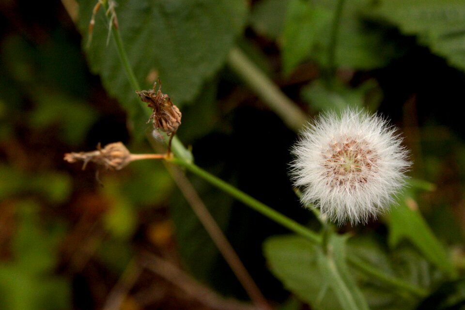 Composition meadow nature