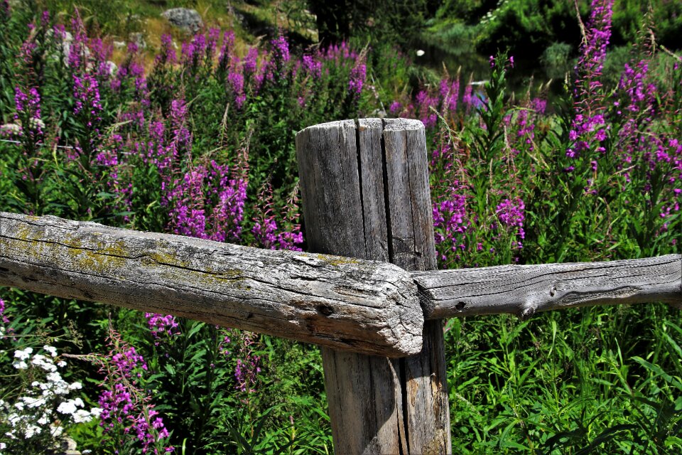 Flowers nature meadow