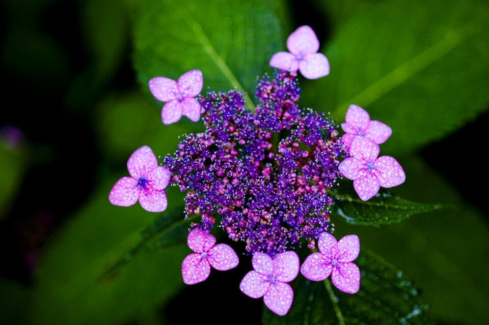 Halla united states purple flowers