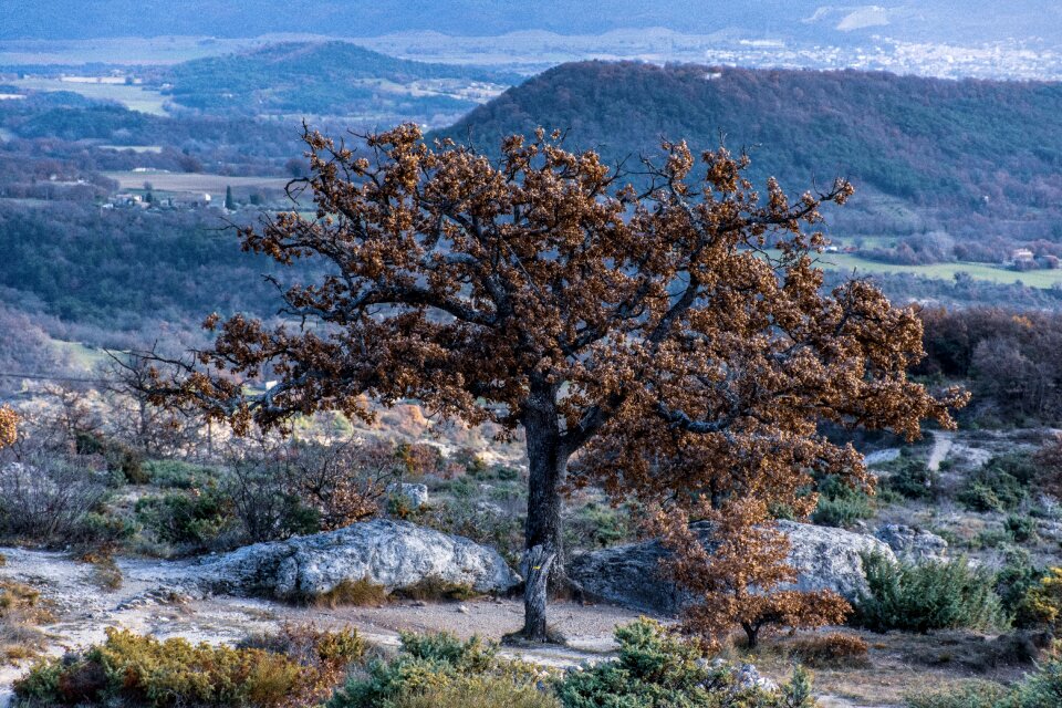 Trees rock formations mountains