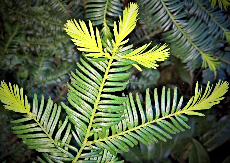 Evergreen branch fresh needle tips