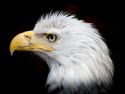 Bald-eagle raptor heraldic animal photo