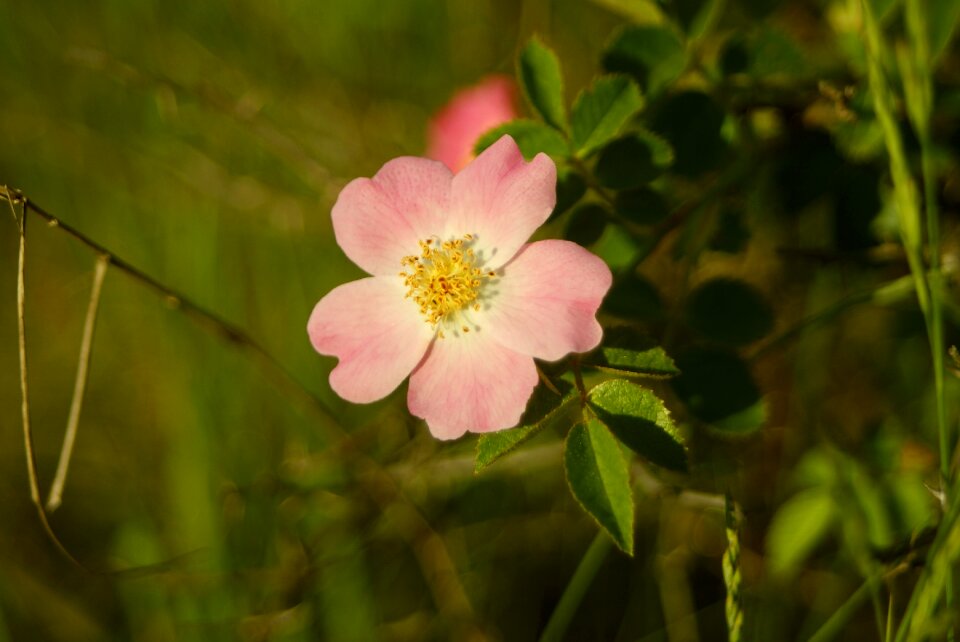 Plant wildflower beautiful