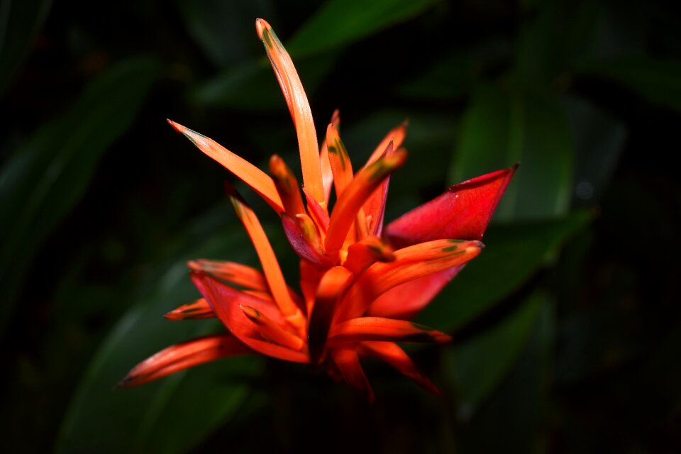 Dark orange bright