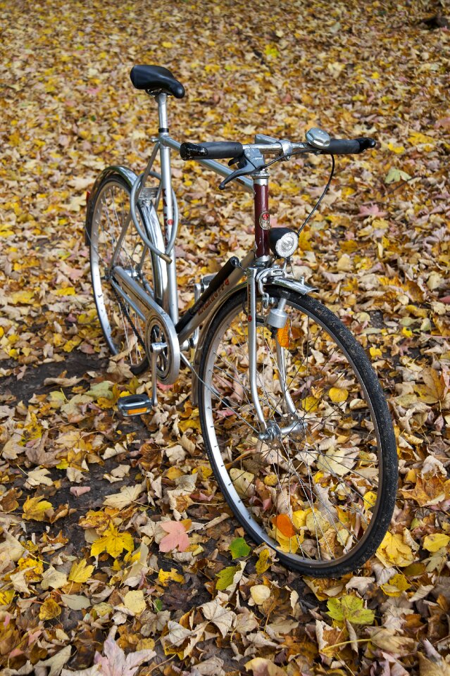 Kalkhoff gents cycles autumn leaves